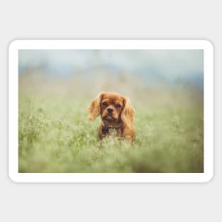 cavalier king charles spaniel ruby Sticker